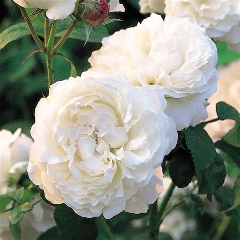 david austin roses usa|More.